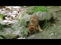 生後1ヶ月過ぎのチュウゴクオオカミの子　mongolian wolf pup 2018 0607