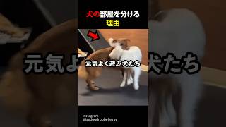 犬の部屋を分ける理由