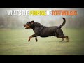 The Purpose of a Rottweiler with @trkrottweilers