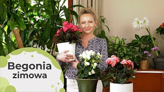 Begonia zimowa - co to za roślina? Jak dbać o begonie zimową? Bardzo długo kwitnie