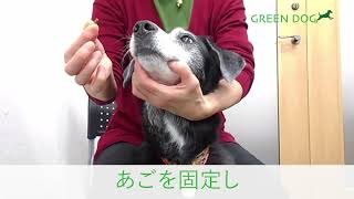 パートナー（愛 犬）の歯磨き（6）- 2 おやつを持って口をあける