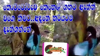 කොට්ටෝරුවා කෙහෙල් ගහට ඇනල වැඩ වරදී