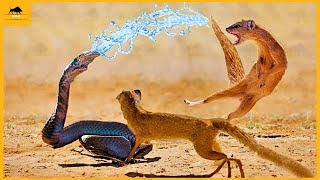 35 Moments Unbelievable Encounters Snakes Facing an Extraordinary Foe | Animal Fight