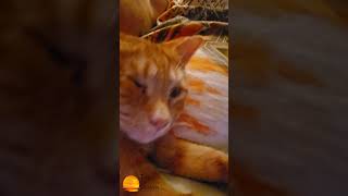 #MorningswithMurray #gingercat #catvideos #catlover #humor #funny #fun #humorous #laugh #orangecat