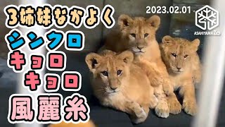 【旭山動物園】イオままの動きに合わせてみんなでキョロキョロ👀シンクロ風麗糸🐱🐱🐱 (02/01) [Asahiyama Zoo]  Fuu, Rei, Ito and Io.