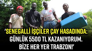 SENEGALLİ İŞÇİLER ÇAY HASADINDA: GÜNLÜK 5500 TL KAZANIYORUM. BİZE HER YER TRABZON!