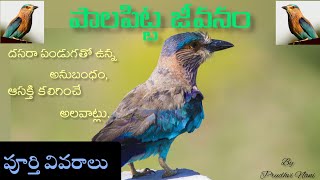 Roller Bird lifestyle (Pala Pitta) ||Telugu||All information about Roller Bird||Prudhvi Nani