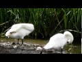 A pair of swans preening. Felmersham, North Bedfordshire