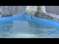 ララの作戦勝ち~method of inviting cub to pool