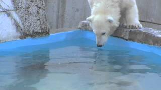 ララの作戦勝ち~Method of inviting cub to pool