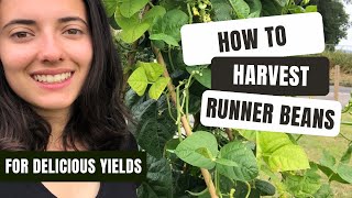 How To Harvest Runner Beans In Just 30 Seconds!