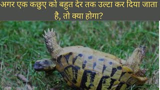 अगर एक कछुए को बहुत देर तक उल्टा कर दिया जाता है, तो क्या होगा? Tortoise facts #facts #trending