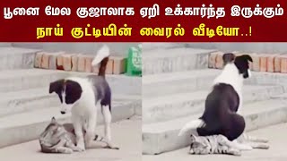 பூனை மேல குஜாலாக ஏறி உட்கார்ந்து இருக்கும் நாய் குட்டி | வைரல் வீடியோ.