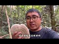 七棵枯树扯了一盆野生平菇，搞一坨腊肉炖，吃个火锅打平伙，真香 新农人计划2024 我的乡村生活 捡菌子的乐趣来了 大山里的味道 记录真实生活