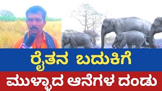 ರೈತನ  ಬದುಕಿಗೆ ಮುಳ್ಳಾದ ಆನೆಗಳ ದಂಡು.ಅನ್ನದಾತನ ಕಣ್ಣೀರು ಒರುಸ್ತಾರ  ಸರಕಾರದವರು?