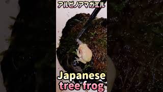 アルビノアマガエルにワラジムシを与える（虫注意）