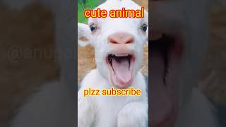 ছাগলের ডাক 🦙🦙#bakri #shorts #animals#ছাগলের ডাক @MRINDIANHACKER#chagoler dak #cute baby dance#goat