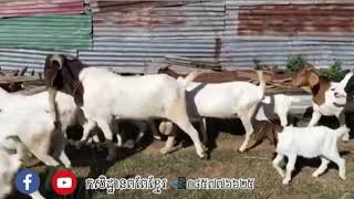 មេពពែពូជប Boer Goat