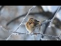 rare eurasian tree sparrow singing. brown cap and black spot on white cheek. started in st louis