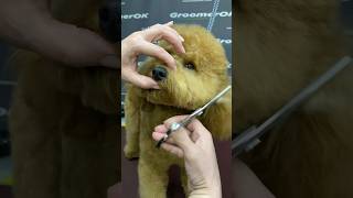 Grooming a Gorgeous Red Toy Poodle