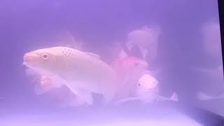 『白金蝴蝶龍鯉』^_^ Platinum Butterfly Koi 夥伴加入（總共十尾） 2020/07/16