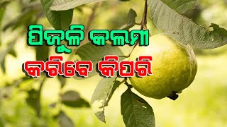 Pijuli gachhare kalamikaran padhhati | ପିଜୁଳି ଗଛରେ କଲମୀକରଣ ପଦ୍ଧତି ଘେନି ବିଶେଷଜ୍ଞଙ୍କ ପରାମର୍ଶ