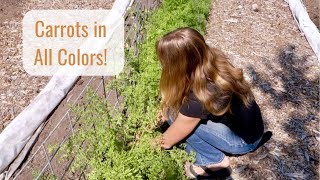 Life in a Tiny House called Fy Nyth - Carrot Harvesting