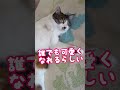 ゆっくり瞬きすると誰でも可愛くなれるらしい😁 保護ねこの家 猫のいる暮らし ねこのいる生活