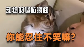 【每日一遍，谨防抑郁】动物们的尴尬瞬间，你能忍住不笑吗？