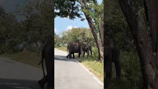 ശ്വാസം അടക്കിപ്പിടിച്ച നിമിഷങ്ങൾ /ELEPHANT CROSSING IN BANDIPUR FOREST/rashas vibes/Shorts/malayalam