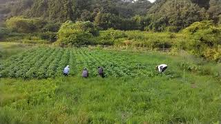 大豆畑の除草でマルチ