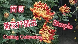 简易菊花扦插培育  Cutting cultivation for mums