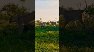 Watch as two playful female lions are interrupted by the presence of an intrusive female hyena