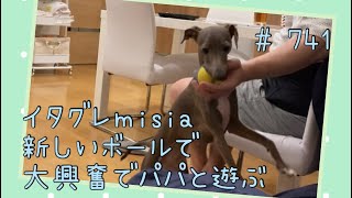 新しいボールで大興奮でパパと遊ぶイタグレｍｉｓｉａ(ミーシャ)【生後750日】【うちの子683日目】【イタリアングレーハウンド】【パピーズママ出身】【2021.5.17生まれ】2023.6.5撮影