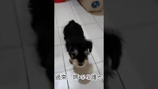 Schnauzer雪納瑞【旺仔成長日記】害怕吸塵器