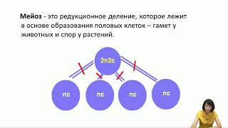 Лекция 10. Клеточный цикл и молекулярно-генетические механизмы его регуляции