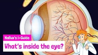 What's inside the eye?