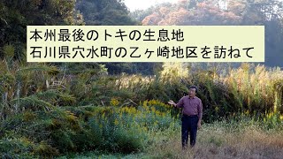 トキ本州放鳥「本当にここで？」(石川県穴水町)