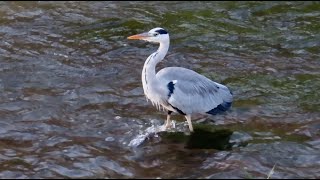 アオサギ３調布地区 2024 11 01 #アオサギ #野鳥 #birds #wildlife #nature #自然観察ぶらり散歩