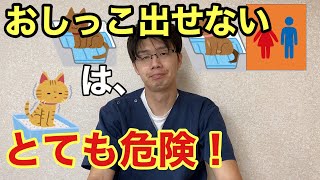 犬猫の尿が出せないときのお話【小動物獣医師のお話 Vol.12】