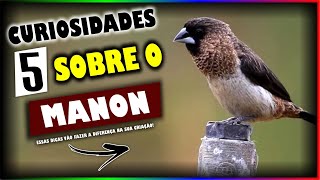 5 CURIOSIDADES SOBRE O - MANON!