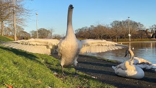 5 young Swans enjoying the winter sunshine - Happy New Year everyone