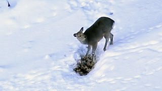 ＜知床リポート＞フレペの滝　エゾシカ滑落