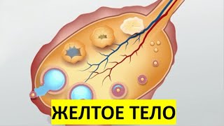 13. Желтое тело