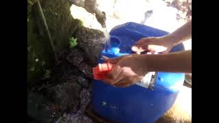 How to make Fish tonic organic fertilizer