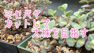 【多肉植物】ミセバヤのお世話