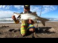 pesca de rÓbalos de playa con minnow jerkbait media agua. pesca de orilla.