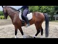 脚の使い方○と✖️【乗馬・馬術】how to use legs【horsecommunicationjapan】