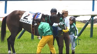 【アクシデント 新馬ロザリアン 本馬場入場後、頭の馬具が外れる】 酒井学騎手 ベルビースタローン 岩田望来騎手 京都5R メイクデビュー京都 [2歳新馬] 2024.6.8