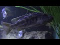 nimbochromis fuscotaeniatus eats clown loach